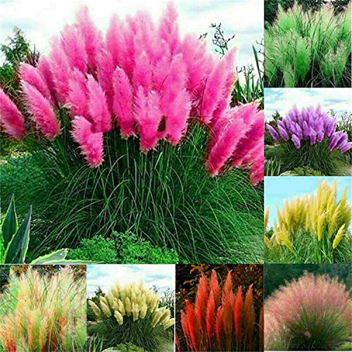 100+ Pcs Pampas Mix Color Grass Seeds Cortaderia selloana Seeds Rare Plants Decor Garden
