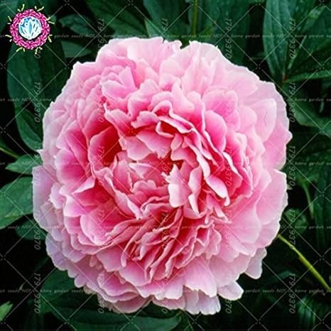 Amazon Co Jp スワングリーンミックス 中国の国花5個牡丹の種子植物の鉢植えpaeonia Suffruticosa Tree Terrace中庭ライトアップあなたのパーソナルガーデン Diy 工具 ガーデン