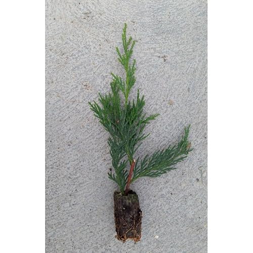 50 Uds Ciprés Leylandi (Leyland, Leilandi) 15-30 cm | Arbusto Siempreverde para Setos Vivos, Cerramientos Naturales y Pantallas Vegetales | Crecimiento Rápido y Fácil Mantenimiento