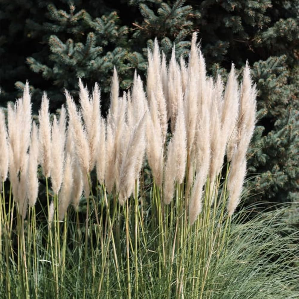Amazon.co.jp: 宿根草 苗 パンパスグラス 12cmポット ボーダー