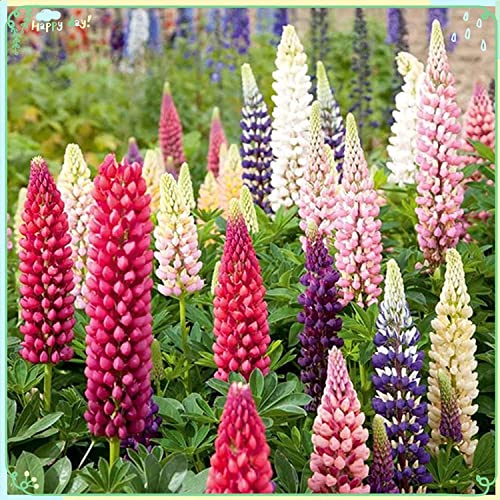 290+Russell Lupine Mixed Seeds - Colorful Perennial Wildflowers. Fall Planting Is Ideal Along With Other Wildflowers A23 #TOP4