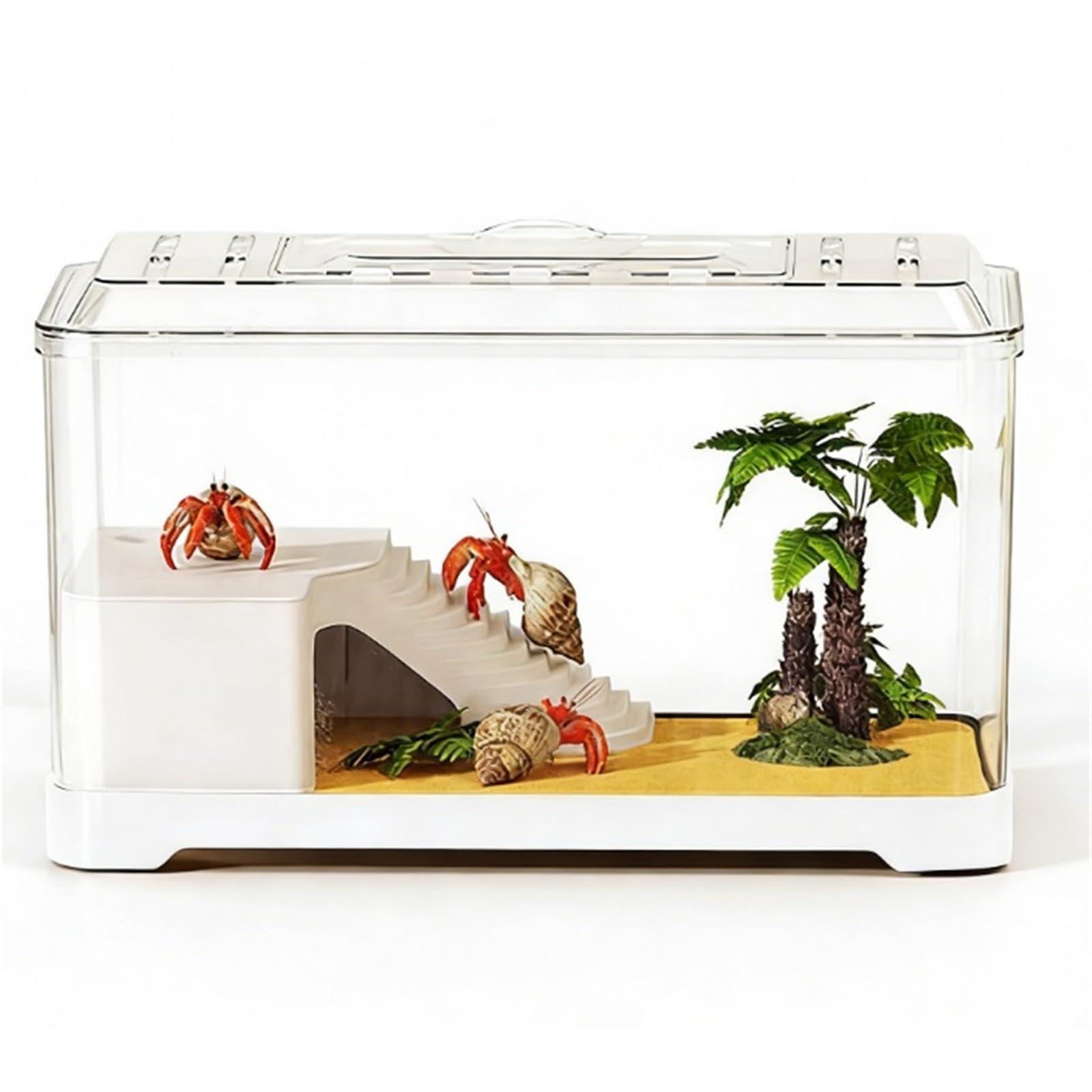 Acuario para Tortugas Tanque de observación Tortugas Transparente: Acuario Escritorio for alimentación y(Grande)