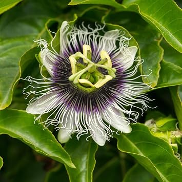 Passiflora edulis 'Frederick' - Climbing Passion Flower - Fast-Growing Evergreen Vine - Unique White and Purple Blooms - Patio Container Plant - Edible Fruit   2X 9cm Pot by Thompson and Morgan