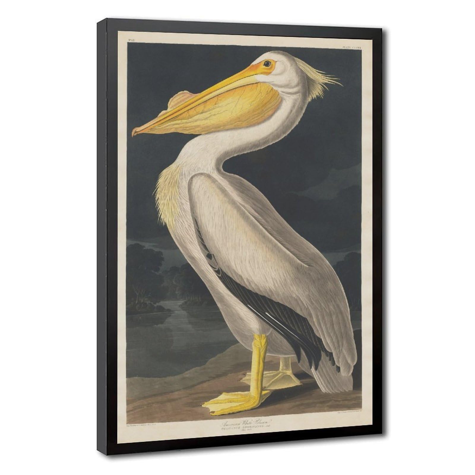 Impression sur toile pélican blanc américain solution déco pour petits murs vides - 8