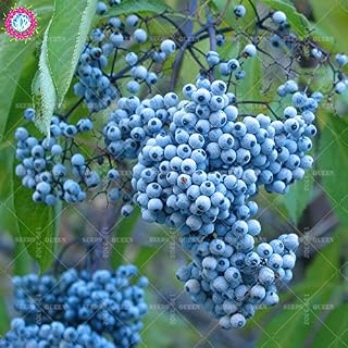 20 Pcs/Bag Real Elder herb Medicine Seeds Vegetables Seeds Perennial Potted Home or Garden 95% Germination Rate Bonsai, 1: Only Seeds