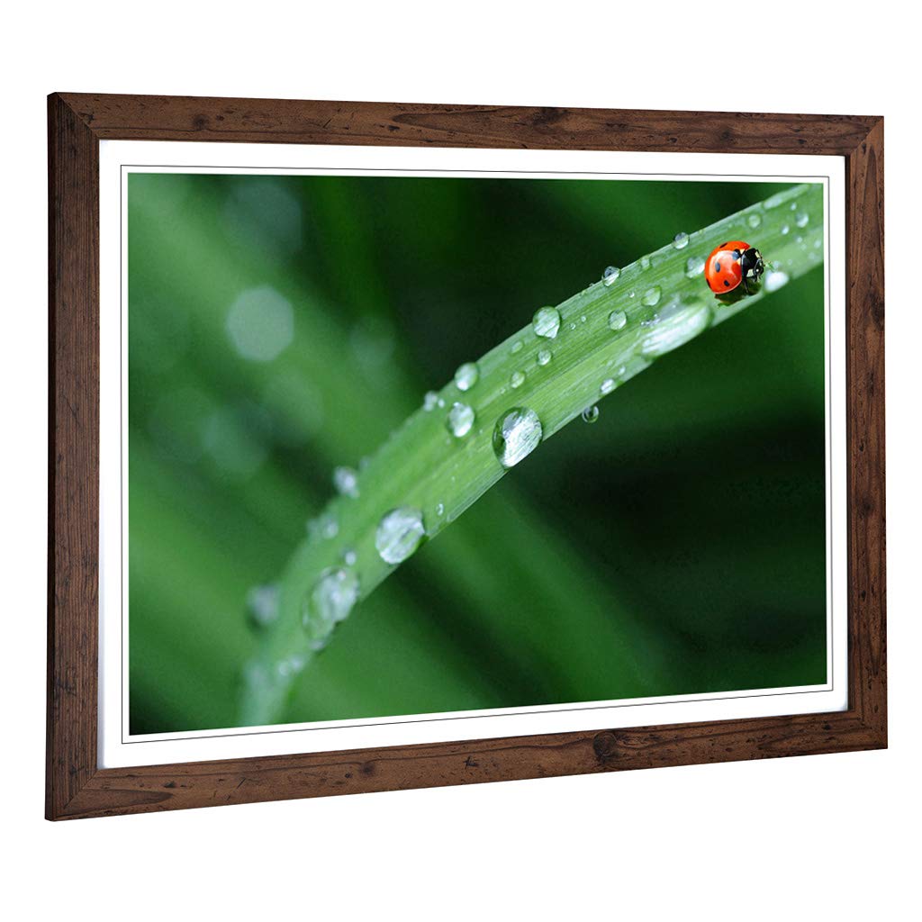 Big Box Art Framed Print of Red Ladybird Insect (4) Design | Wall Art Picture | Home Decor for Kitchen, Living, Dining Room, Bedroom, Hallway, Office, Walnut, A2 / 24.5x18 Inch / 62x45cm