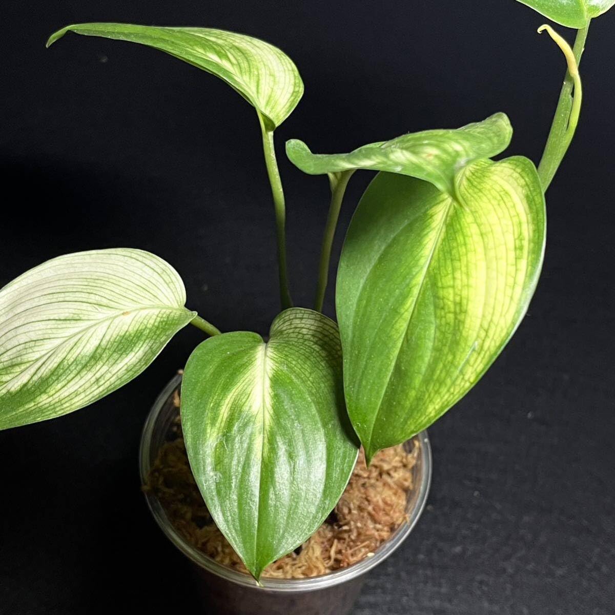 Amazon.co.jp: 『』75. Scindapsus White Monster Variegated
