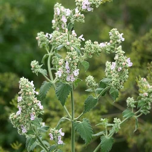 Miniatura 3 de Outsidepride 5000 Semillas Perennes Nepeta Cataria Común Hierba Hierba Jardín Semillas para Plantar
