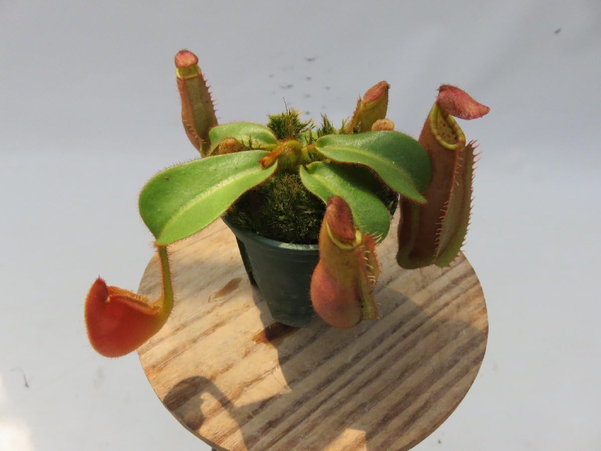 Amazon.co.jp: N.veitchii bario seed Grown (BE-3646) × N