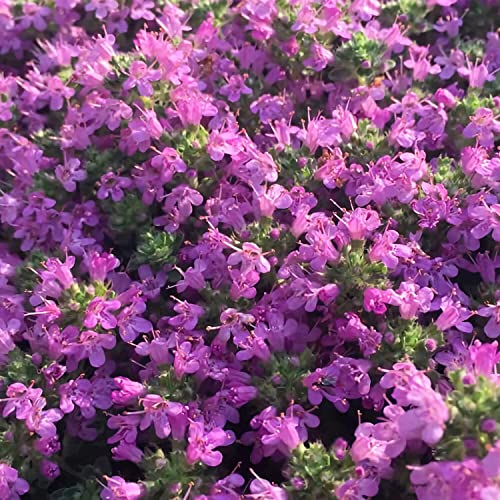 15000 Magic Creeping Thyme Seeds Beautiful Ground Cover Plants Easy To Plant And Grow Perennial Flower Landscaping Seeds For Garden #TOP2
