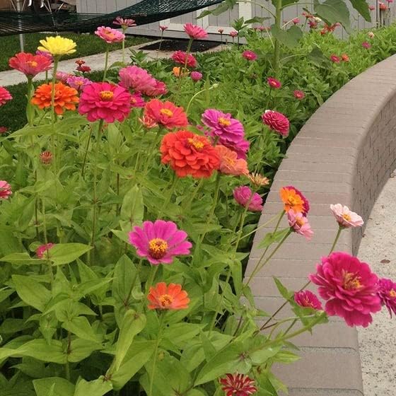 120 semillas de zinnia de mezcla de flores de dalia 004oz reliquia no transgénica polinizadora cosechada de EE UU