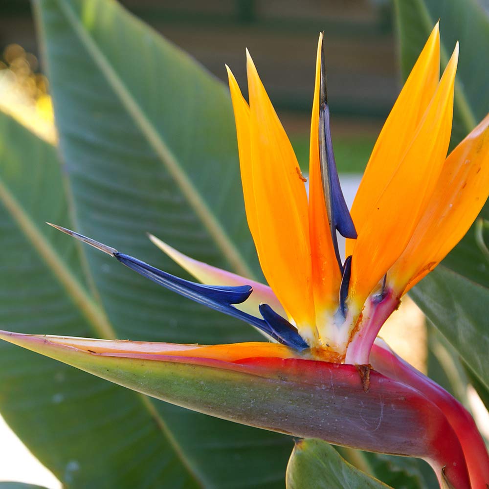 Perennial Tropic Exotic Blooms Bright Summer Strelitzia Exotic Bird of Paradise House Plant Half