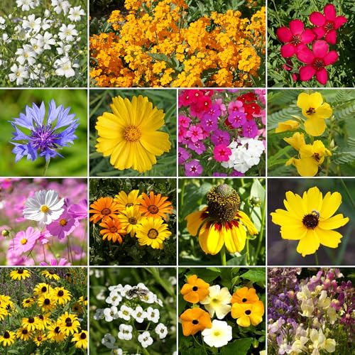 Image of Ferry-Morse Gulf Coast-Caribbean Bulk Wildflower Seeds, 300,000+, 1 lb