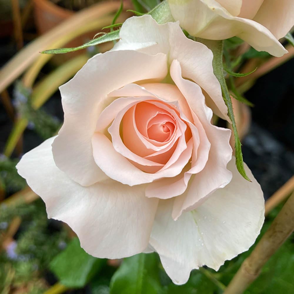 YouGarden Harkness Roses Michelle's Rose, 1 x 4 Litre Potted Hybrid Tea, Champagne Apricot Strong Scent, Ready To Plant Garden Shrub