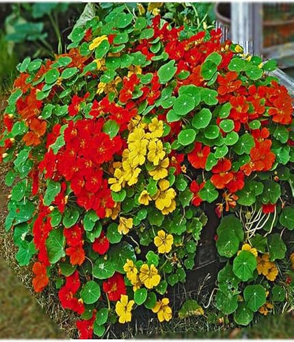 Image of Nasturtium Flower Seeds - Easy-to-Grow Edible Flowers, Attracts Bees & Butterflies, Ideal for Garden Beds, Containers (Pack Of 30 Pcs)