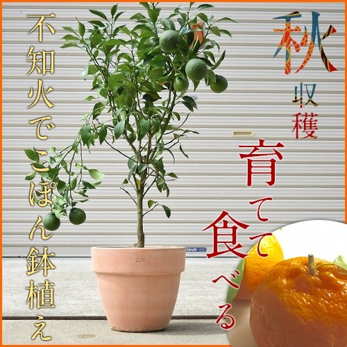 Amazon.co.jp: でこぽん鉢植え デコポン : DIY・工具・ガーデン