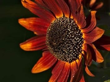 Red Sun Sunflower Seeds,25 Count COOL BEANS N SPROUTS Brand. Non-GMO. Home Gardening.