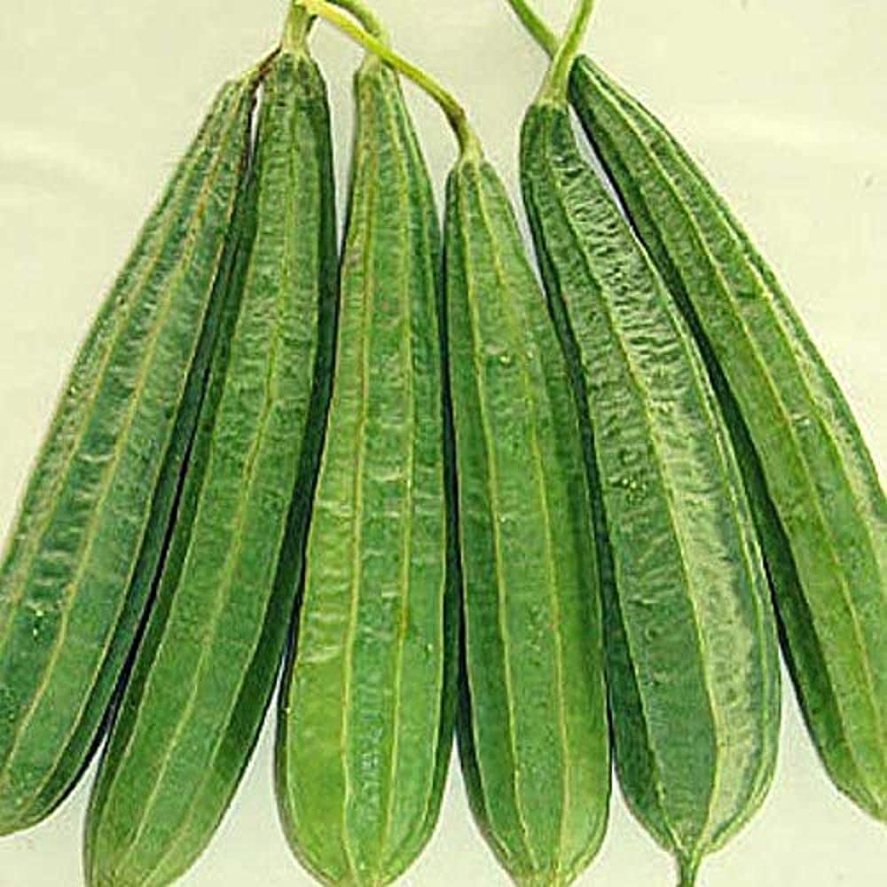 LIVE GREEN Vegetable Seeds | Ridge Gourd F1 Hybrid Seeds For Home Gardening (40 seeds pack) (B09BV65ZBP) Amazon Price History, Amazon Price Tracker