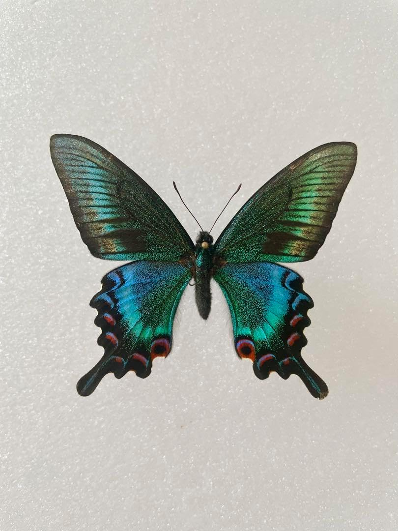 異常型ミヤマカラスアゲハ（1オス、北海道産） <0622z昆虫標本> Amazon