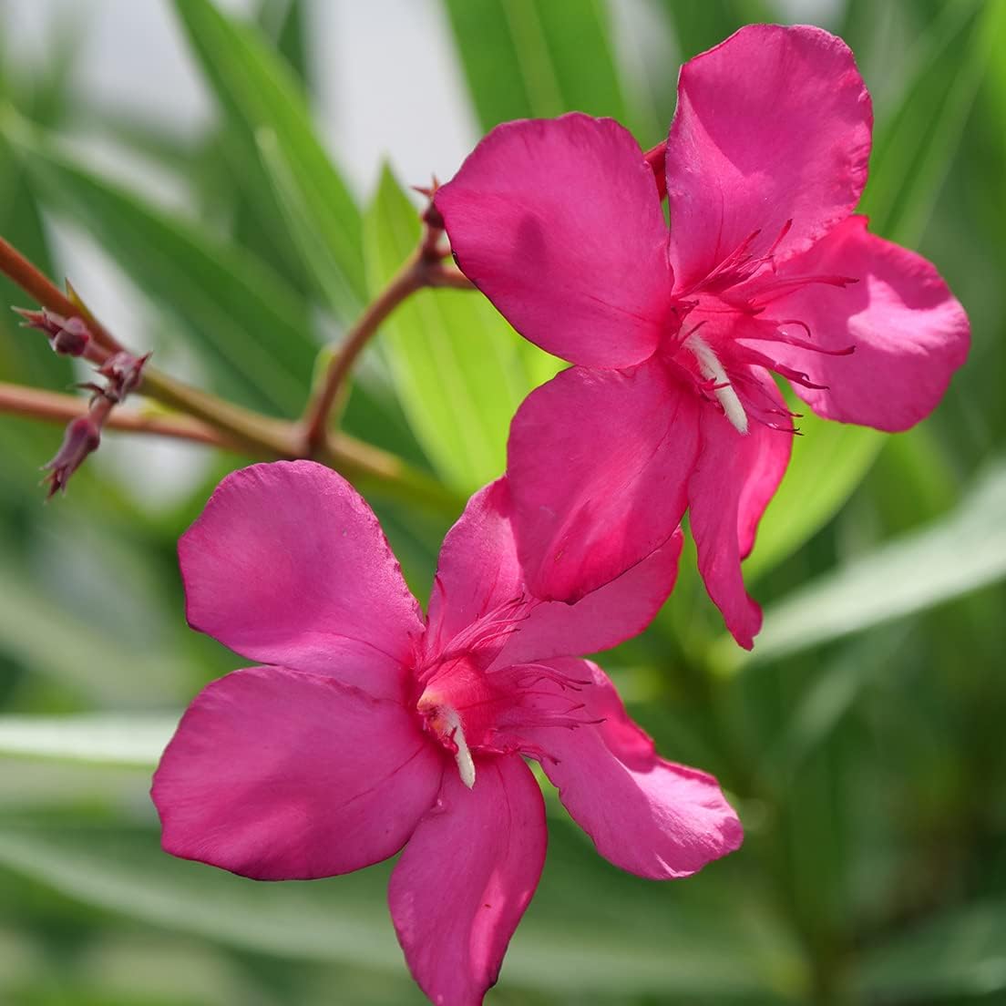 Hardy Oleander - Evergreen Flowering Landscape Plants (Austin Pretty Limits Oleander - 3 gal)