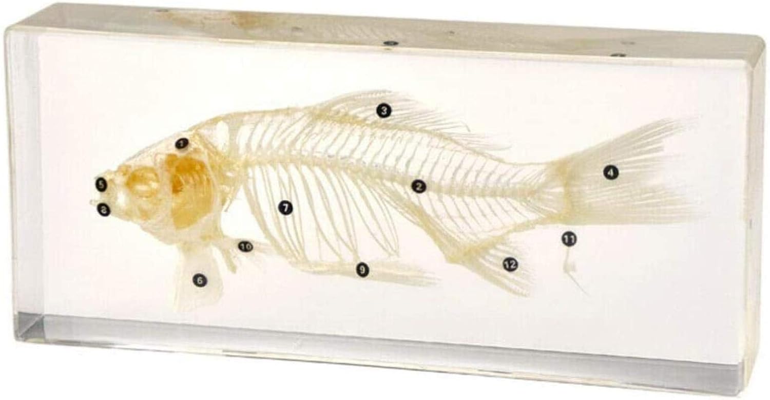 魚 標本 樹脂封入 虫 価格 実物 本物 生物 生物学的教育楽器 観察 剥製 生体 昆虫 文鎮 レジン 魚 標本 樹脂封入 虫 価格 実物 本物 生物 生物学的教育楽器 観察 剥製 生体 昆虫 文鎮 レジン