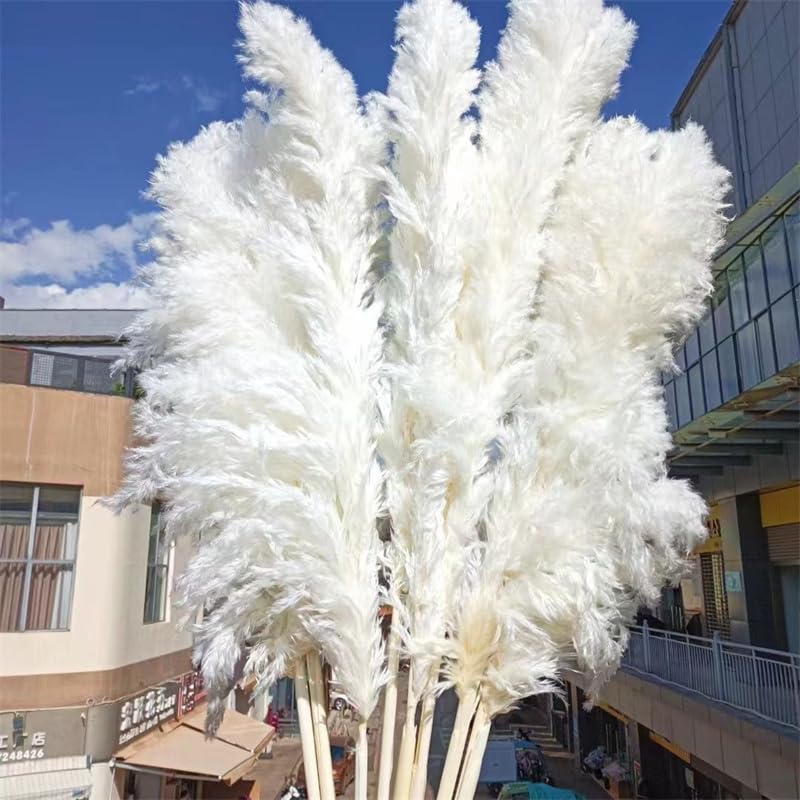 Pampas Grass Boho Decor, Pack de 10 Pampas Secas 120cm miniatura 2
