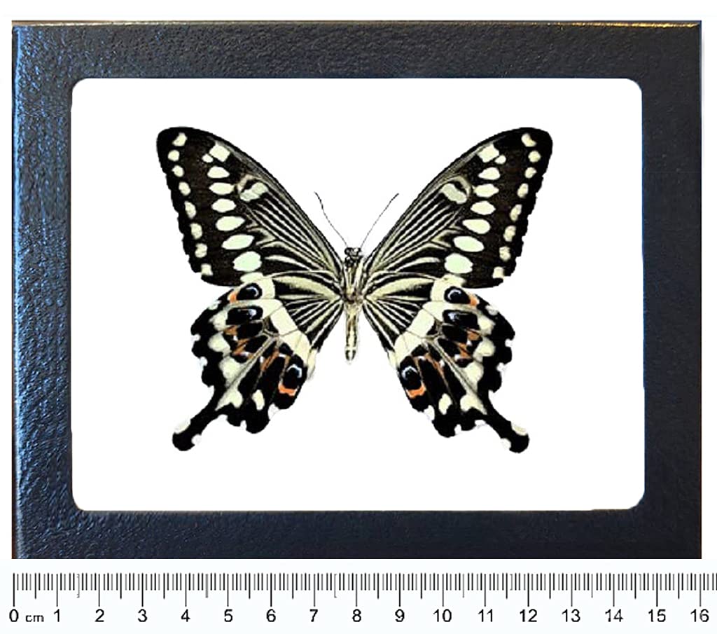 BicBugs P. lormieri Black White Butterfly Verso Africa Framed