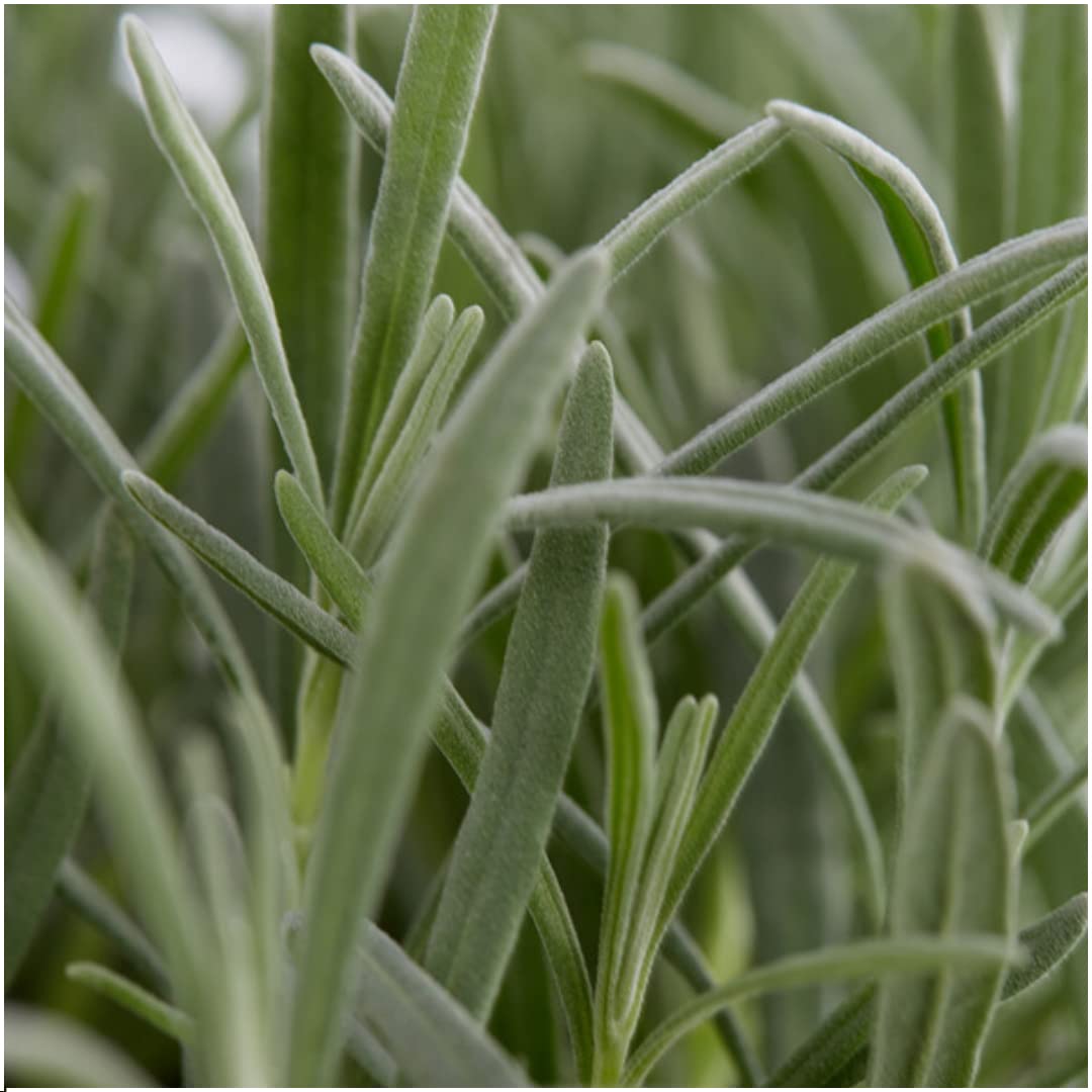 Lavanda Angustifolia Profumata, per Giardino, Viola, Set da 24 Pezzi 7 cm
