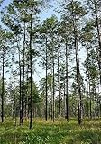 Rare Plant Tree Seeds 100+ Seeds Longleaf Pine (Pinus palustris)
