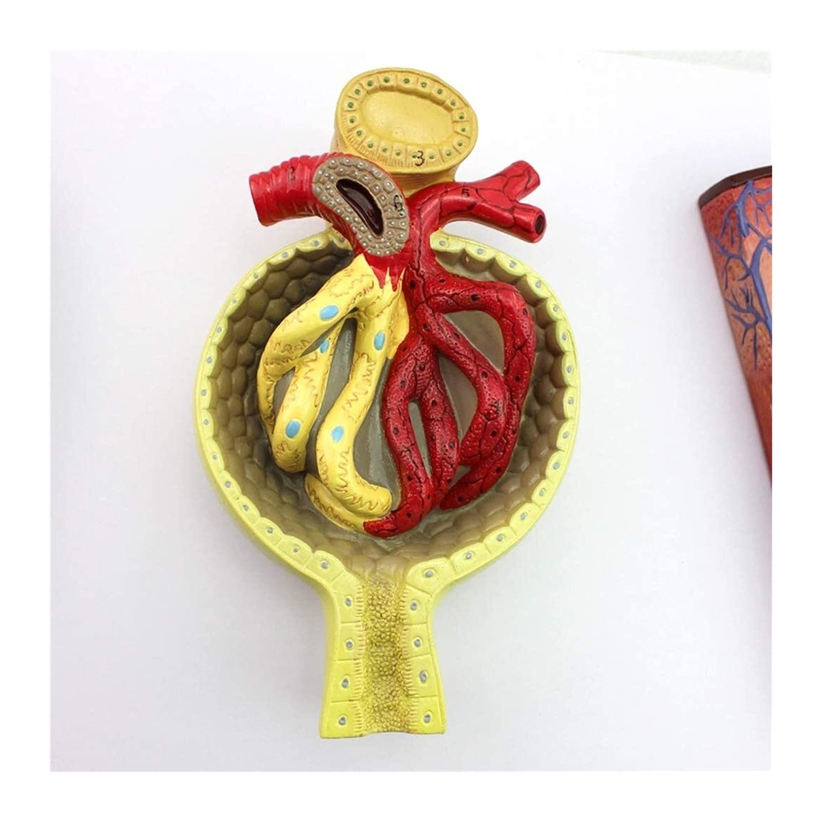 Buy LAErper Teaching Model, Kidney Anatomical Model Kidney and Nephron