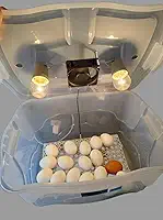 Chocadeira Pet Com Ovoscopio 2 Lâmpadas Cooler Para 30 Ovos De Galinha Ou 90 De Codorna