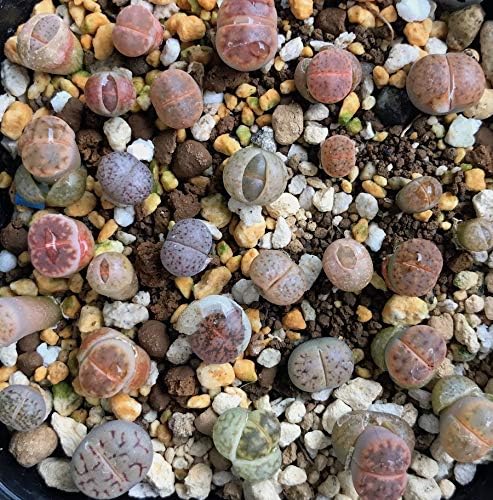 Amazon.co.jp: ☆多肉植物 生ける宝石 リトープス栽培セット 種10粒と