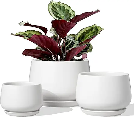LE TAUCI Ceramic Plant Pots, 4.1+5.1+6.5 inch, Set...