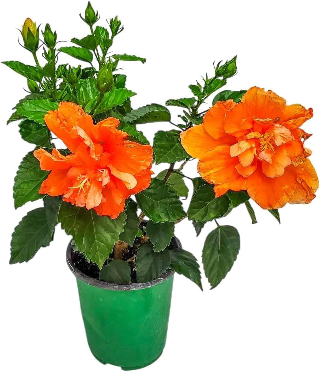 Tropical Plants of Florida - Double Peach Hibiscus Bush Dwarf - 10" to 12" Overall Height - 6" Planter Pot (1 Gallon) (Plant Only)
