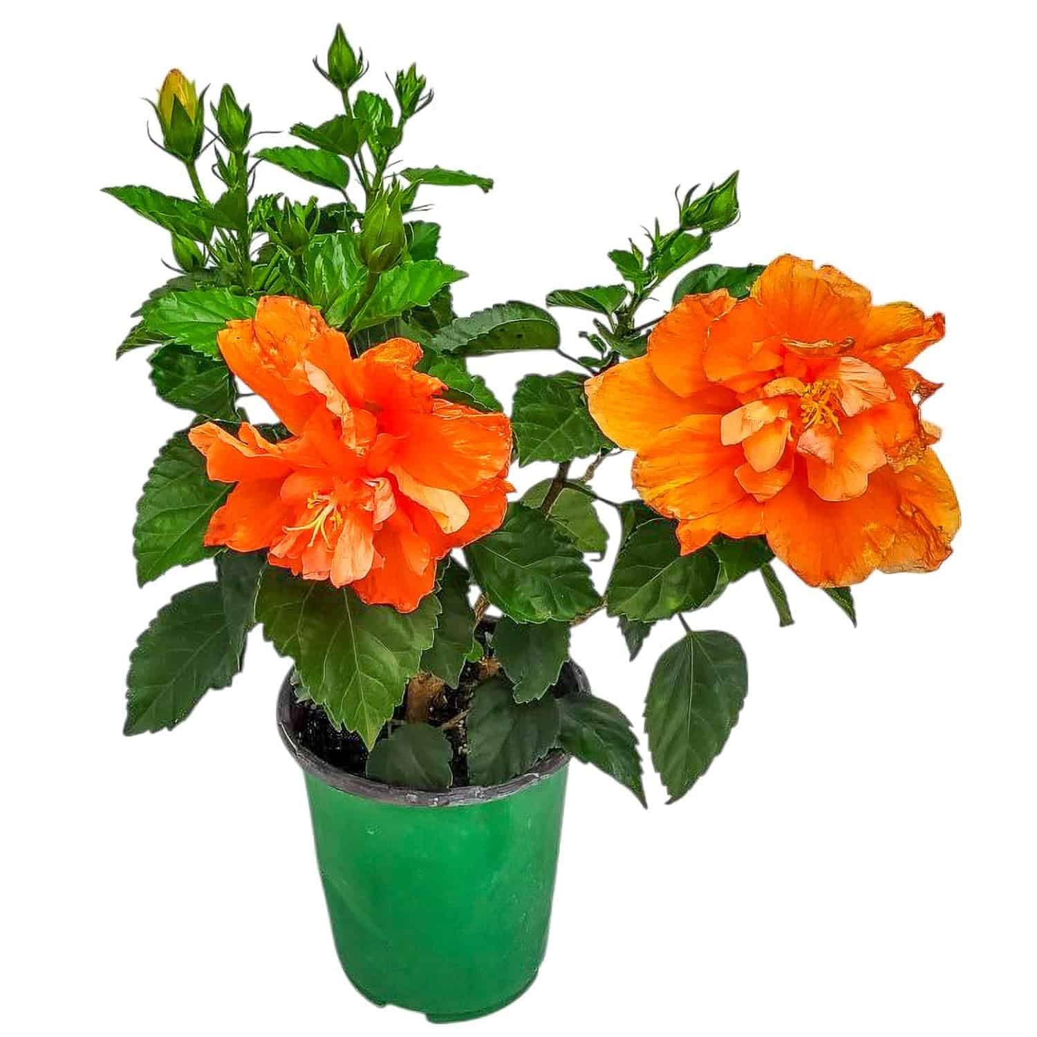 Amazon.com : Tropical Plants of Florida - Double Peach Hibiscus