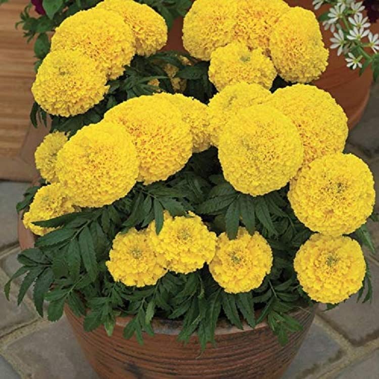 JIGNISHA SEEDS Marigold African Yellow Inca Flower Seeds, Pack of 50, for Rainy Season (B0D813BYQ9) Amazon Price History, Amazon Price Tracker