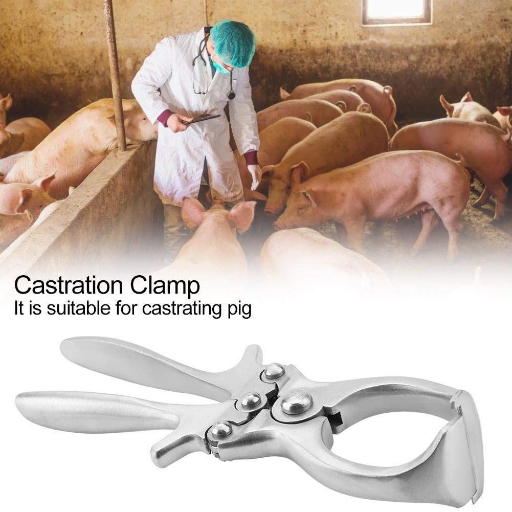 Alicates de castración, fórceps de castración de Acero Inoxidable, Herramientas de castración emasculadas para toros, terneros, Ganado