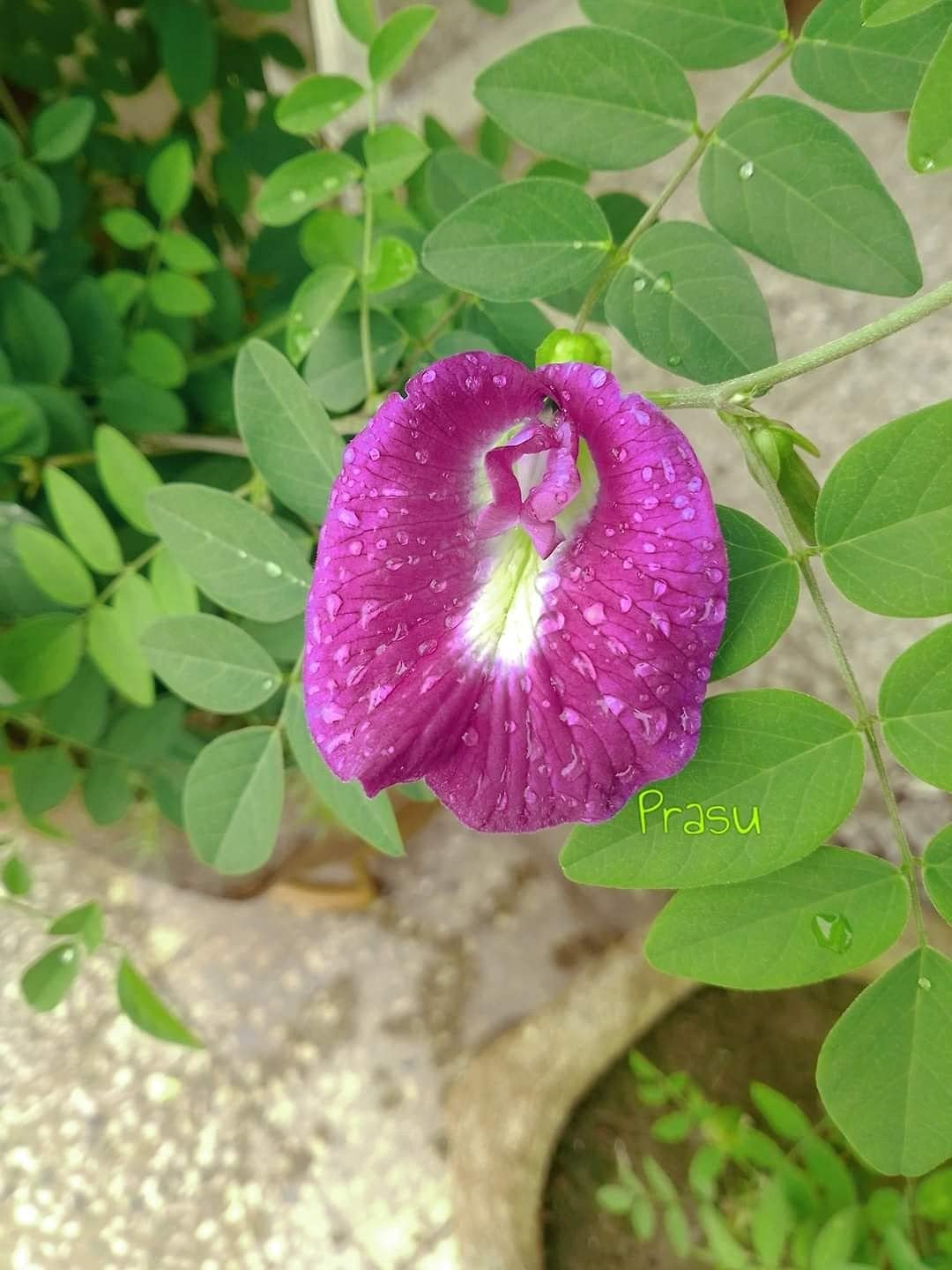 ROYAL LAND Rare Shankupushpam,Clitoria Ternatea Purple Butterfly pea 1 Healthy Live Plant On Poly Bag