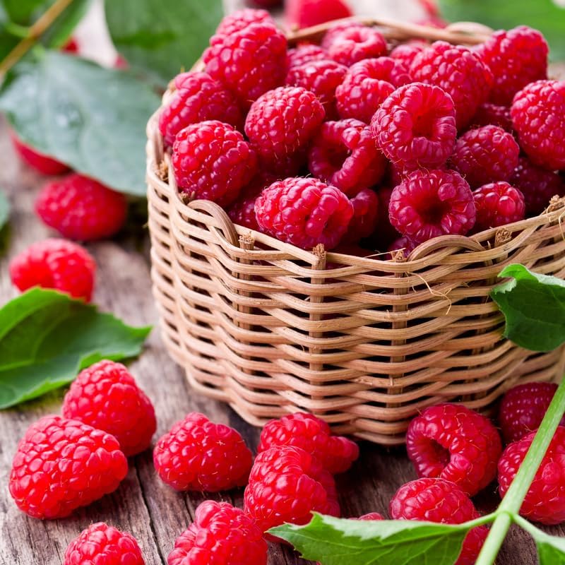 3 Caroline Raspberry Plants Live, Red Raspberry Bush Live Plants, Size 5-8 Inch Height, Thornless Raspberry Shrub Outdoor