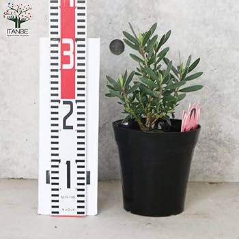 ２０日入荷分⭐️リューカデンドロン5品種　⭐️5鉢セット 6日入荷⭐️リューカデンドロン5品種 ⭐️5鉢セット