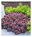 BALDUR Garten Sedum Sun Sparkler® Sedoro Blue Elf, 2 Pflanzen Fetthenne Garten Fettblatt, winterharte Staude, trockenresistent, mehrjährig, bienenfreundlich und schmetterlingsfreundlich, blühend