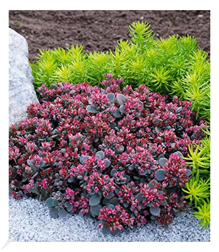 BALDUR Garten Sedum Sun Sparkler® Sedoro Blue Elf, 2 Pflanzen Fetthenne Garten Fettblatt, winterharte Staude, trockenresistent, mehrjährig, bienenfreundlich und schmetterlingsfreundlich, blühend