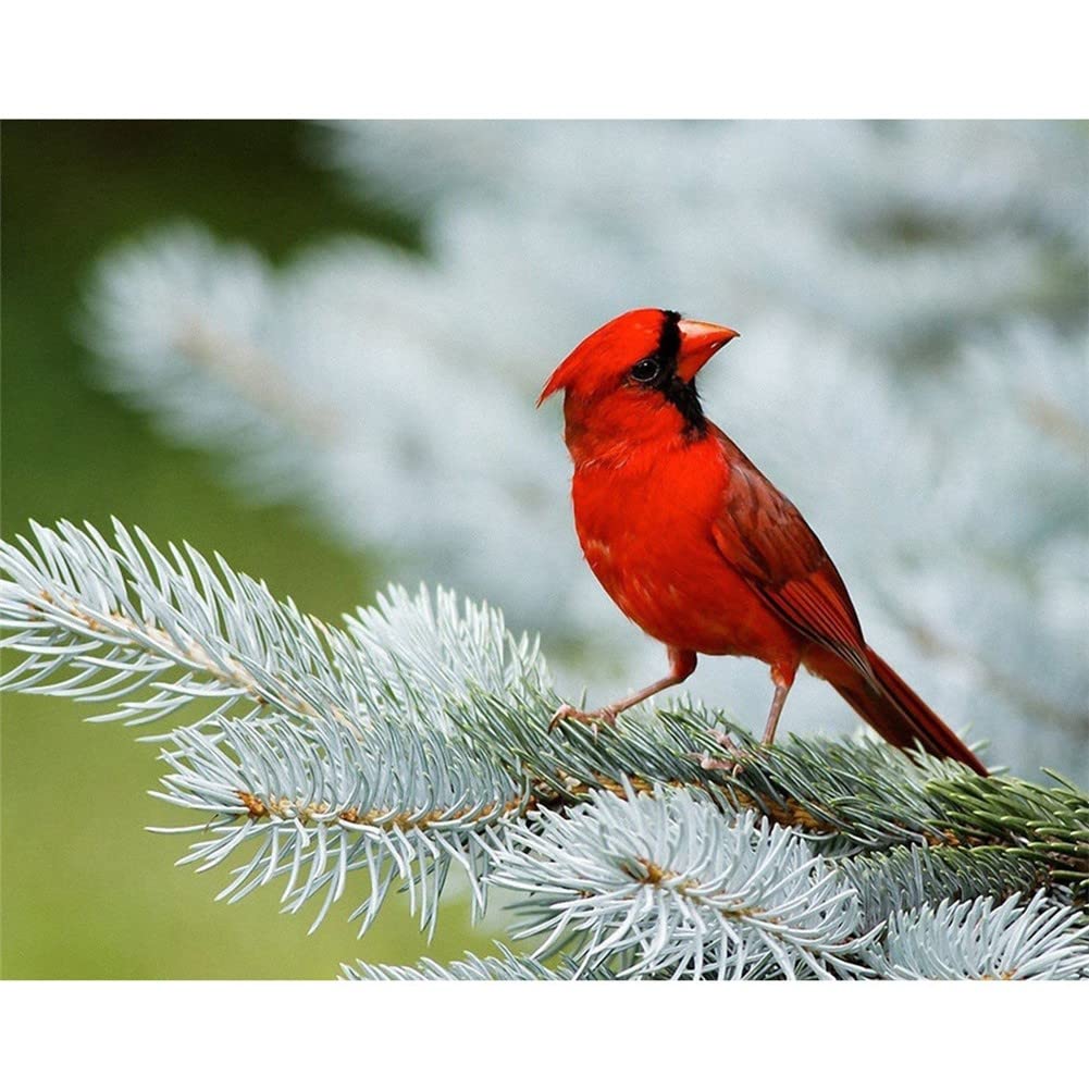 Kit diamond painting oiseau rouge avec strass brillants et toile premium 50x120