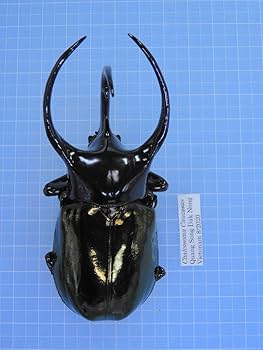 世界で1枚　コーカサスオオカブト　PSA10 世界で1枚 コーカサスオオカブト PSA10 Caucasian Stag Beetle