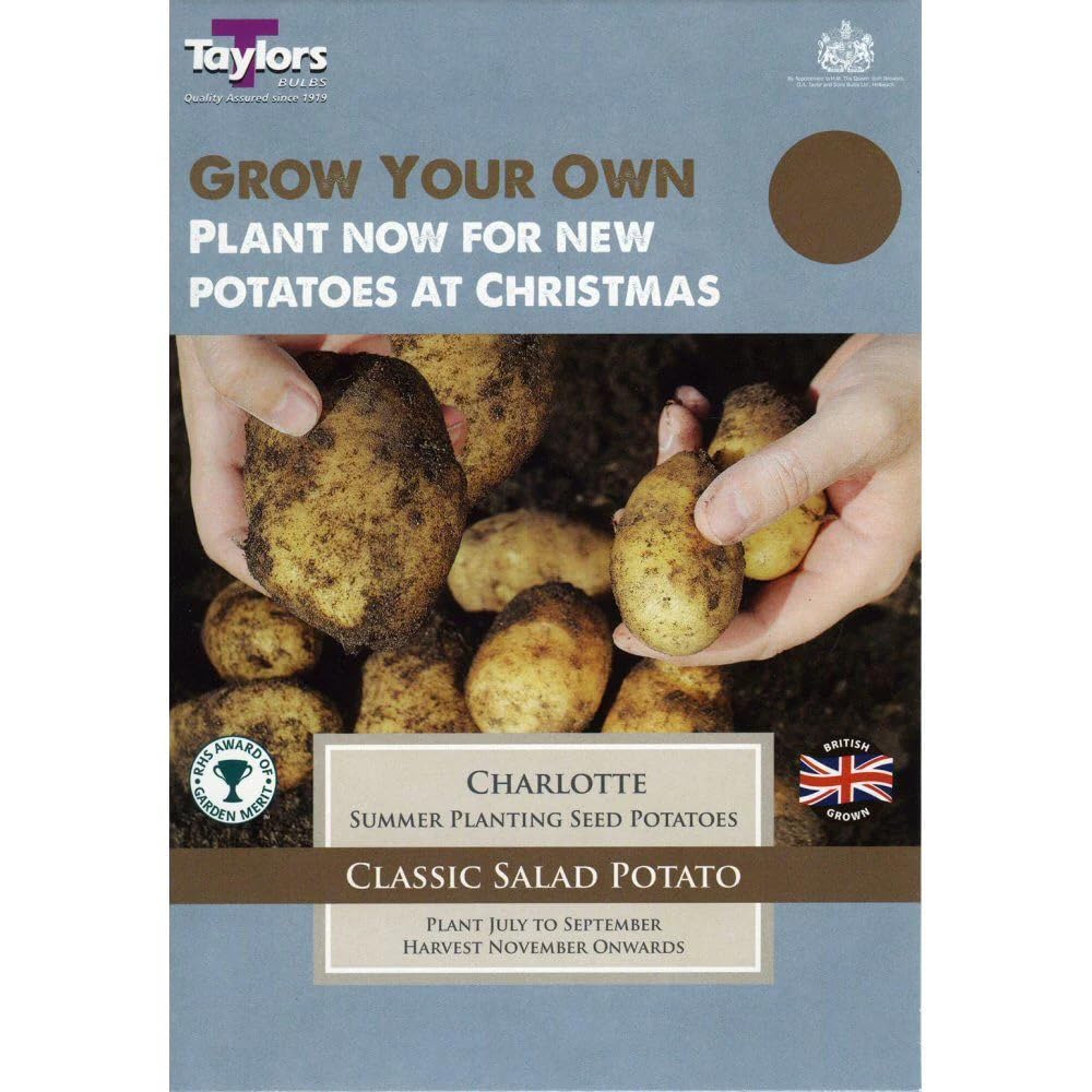 Toulifly TAYLORS Charlotte Seed Potatoes (Autumn/Christmas Harvesting) 9 Tubers