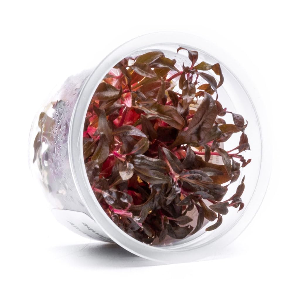 SubstrateSource Live Plant - Alternanthera Reineckii 'Mini' Red Stem Tissue Culture Aquatic Live Aquarium Plant - 100% Snail Free in Vitro Cup (AR Mini)