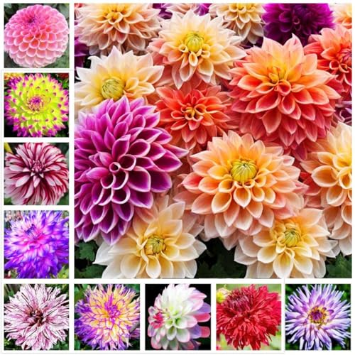 Dahlien-Rhizom, Überraschend wachsend, Winterhart Mehrjährig, Geeignet für Frühling und Herbst, Kein Gießen Erforderlich, Leicht Zu ZüChten-6 Rhizom-I