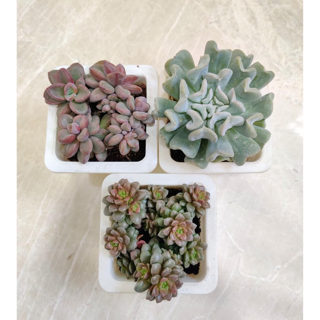 CAPPL Live Succulent Pack of 3 Indoor Plants For Home, Office and decor (B0CK5NS3H6) Amazon Price History, Amazon Price Tracker