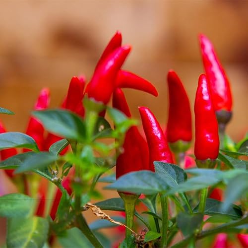 Tabasco - Semillas de pimiento picante, más de 1000 semillas, semillas de vegetales para plantar