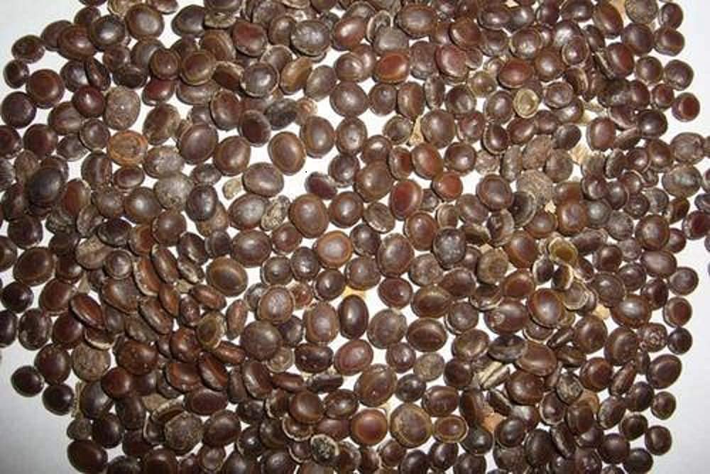Garden Craft Babool Kikkar, Acacia Arabica(A. Nilotica) 500gm (B0965L864T) Amazon Price History, Amazon Price Tracker